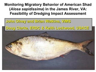 Monitoring Migratory Behavior of American Shad
(Alosa sapidissima) in the James River, VA:
Feasibility of Dredging Impact Assessment
John Olney and Brian Watkins, VIMS
Doug Clarke, ERDC & Keith Lockwood, USACE
 