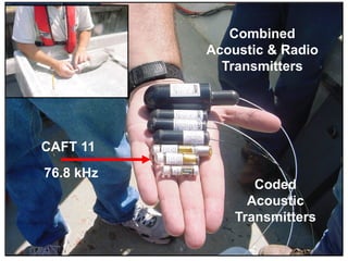Coded
Acoustic
Transmitters
Combined
Acoustic & Radio
Transmitters
CAFT 11
76.8 kHz
 