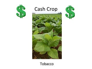 Cash Crop Tobacco 