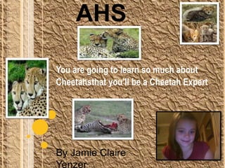 Cheetahs You are going to learn so much about  Cheetahsthat you’ll be a Cheetah Expert By Jamie Claire Yenzer  