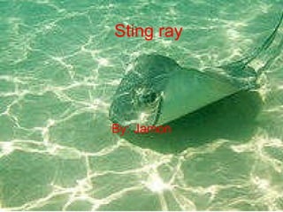 Sting ray  By: Jamon 
