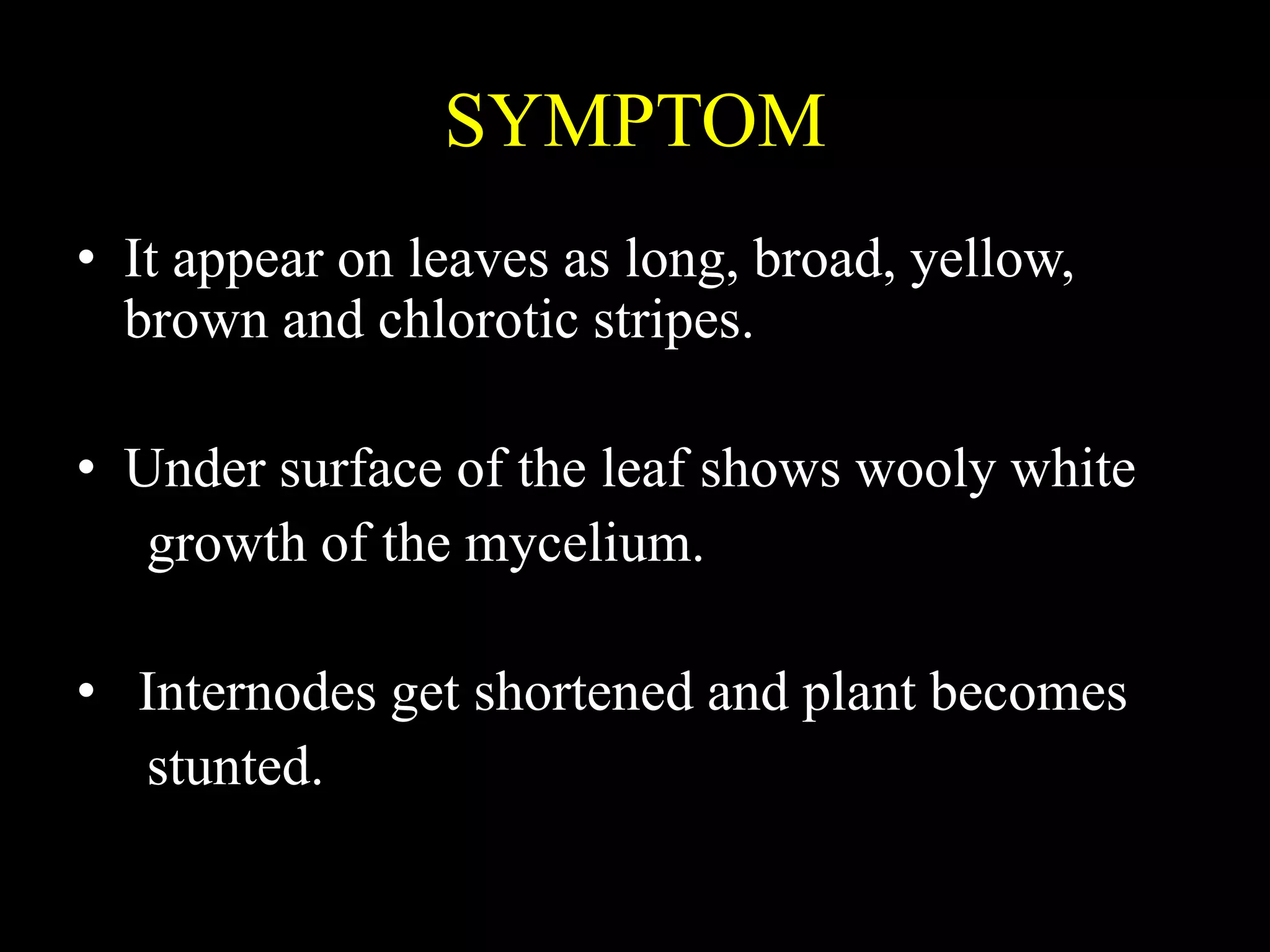 Downy Mildew of Maize | PPTX