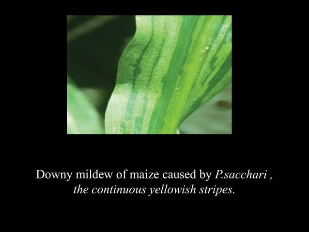 Downy Mildew of Maize | PPTX | Agriculture | Industries