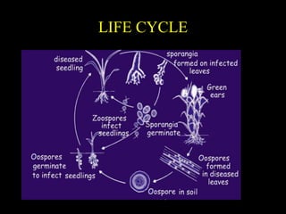 Downy Mildew of Maize | PPTX