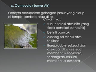 Oomyta merupakan golongan jamur yang hidup
di tempat lembab atau di air.
Ciri-cirinya :
 tubuh terdiri atas hifa yang
tidak bersekat (senositik)
 berinti banyak
 dinding sel teridiri atas
selulosa
 Bereproduksi seksual dan
aseksual. Jika aseksual
membentuk zoospora,
sedangkan seksual
membentuk oospora

 