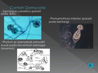 - Saprolegnia parasitica (parasit
pada ikan)

- Phytophythora infestan (parasit
pada kentang)

- Phytium sp (penyebab penyakit
busuk pada kecambah berbagai
tanaman).

 