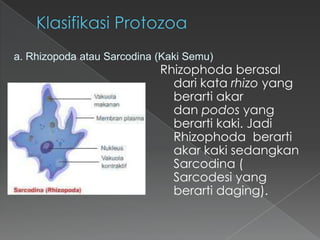 a. Rhizopoda atau Sarcodina (Kaki Semu)

Rhizophoda berasal
dari kata rhizo yang
berarti akar
dan podos yang
berarti kaki. Jadi
Rhizophoda berarti
akar kaki sedangkan
Sarcodina (
Sarcodesi yang
berarti daging).

 