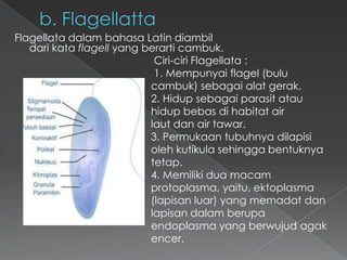Flagellata dalam bahasa Latin diambil
dari kata flagell yang berarti cambuk.
Ciri-ciri Flagellata :
1. Mempunyai flagel (bulu
cambuk) sebagai alat gerak.
2. Hidup sebagai parasit atau
hidup bebas di habitat air
laut dan air tawar.
3. Permukaan tubuhnya dilapisi
oleh kutikula sehingga bentuknya
tetap.
4. Memiliki dua macam
protoplasma, yaitu, ektoplasma
(lapisan luar) yang memadat dan
lapisan dalam berupa
endoplasma yang berwujud agak
encer.

 