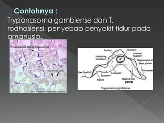 Contohnya :
Tryponasoma gambiense dan T.
rodhosiensi, penyebab penyakit tidur pada
amanusia.

 