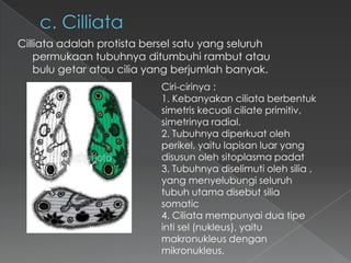 Cilliata adalah protista bersel satu yang seluruh
permukaan tubuhnya ditumbuhi rambut atau
bulu getar atau cilia yang berjumlah banyak.
Ciri-cirinya :
1. Kebanyakan ciliata berbentuk
simetris kecuali ciliate primitiv,
simetrinya radial.
2. Tubuhnya diperkuat oleh
perikel, yaitu lapisan luar yang
disusun oleh sitoplasma padat
3. Tubuhnya diselimuti oleh silia ,
yang menyelubungi seluruh
tubuh utama disebut silia
somatic
4. Ciliata mempunyai dua tipe
inti sel (nukleus), yaitu
makronukleus dengan
mikronukleus.

 