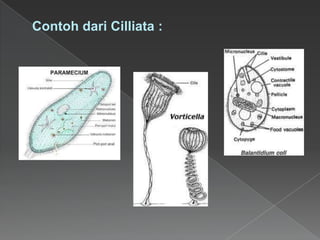 Contoh dari Cilliata :

 