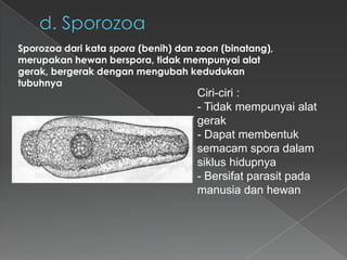 Sporozoa dari kata spora (benih) dan zoon (binatang),
merupakan hewan berspora, tidak mempunyai alat
gerak, bergerak dengan mengubah kedudukan
tubuhnya

Ciri-ciri :
- Tidak mempunyai alat
gerak
- Dapat membentuk
semacam spora dalam
siklus hidupnya
- Bersifat parasit pada
manusia dan hewan

 