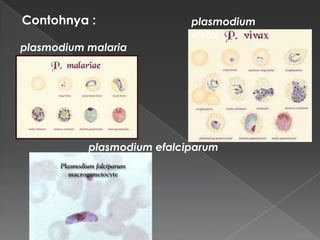 Contohnya :

plasmodium
vivax

plasmodium malaria

plasmodium efalciparum

 