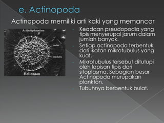 Actinopoda memiliki arti kaki yang memancar
- Keadaan pseudopodia yang
.
-

-

-

tipis menyerupai jarum dalam
jumlah banyak.
Setiap actinopoda terbentuk
dari ikatan mikrotubulus yang
kuat.
Mikrotubulus tersebut ditutupi
oleh lapisan tipis dari
sitoplasma. Sebagian besar
Actinopoda merupakan
plankton.
Tubuhnya berbentuk bulat.

 