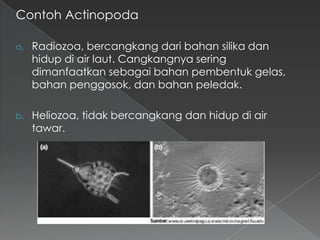 Contoh Actinopoda
a.

Radiozoa, bercangkang dari bahan silika dan
hidup di air laut. Cangkangnya sering
dimanfaatkan sebagai bahan pembentuk gelas,
bahan penggosok, dan bahan peledak.

b.

Heliozoa, tidak bercangkang dan hidup di air
tawar.

 