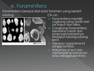Foraminifera berasal dari kata foramen yang berarti
lubang.
Ciri ciri :
 Foraminifera memiliki
cagkang yang terdiri dari
zat kapur dan silika.
 Cangkang Foraminifera
berwarna cerah dan
pada permukaannya
terdapat lubang-lubang
kecil.
 Gerakan organisme ini
sangat lambat.
 Hidupnya di laut dan
menempel di bebatuan
atau sebagai plankton.

 