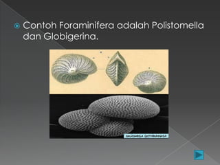 

Contoh Foraminifera adalah Polistomella
dan Globigerina.

 