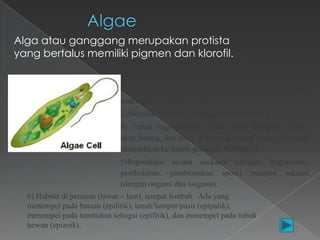Alga atau ganggang merupakan protista
yang bertalus memiliki pigmen dan klorofil.
Ciri-Ciri Protista Mirip Tumbuhan:
1) merupakan organisme Eukariotik
2) ada yang uniseluler (bentuk benang/pita) dan ada yang
multiseluler (bentuk lembaran).
3)Memiliki klorofil, sehingga bersifat autotrof.
4) Tubuh alga/ganggang tidak dapat dibedakan antara
akar, batang, dan daun. Tubuhnya berupa thalus, sehingga
dimasukkan ke dalam golongan thalophyta.
5)Reproduksi secara aseksual (dengan fragmentasi,
pembelahan, pembentukan spora) maupun seksual
(dengan oogami dan isogami).
6) Habitat di perairan (tawar – laut), tempat lembab. Ada yang
menempel pada batuan (epilitik), tanah/lumpur/pasir (epipalik),
menempel pada tumbuhan sebagai (epifitik), dan menempel pada tubuh
hewan (epizoik).

 