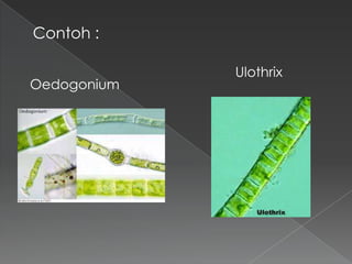 Contoh :
Oedogonium

Ulothrix

 