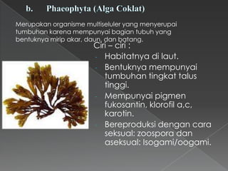 Merupakan organisme multiseluler yang menyerupai
tumbuhan karena mempunyai bagian tubuh yang
bentuknya mirip akar, daun, dan batang.

Ciri – ciri :
- Habitatnya di laut.
- Bentuknya mempunyai
tumbuhan tingkat talus
tinggi.
- Mempunyai pigmen
fukosantin, klorofil a,c,
karotin.
- Bereproduksi dengan cara
seksual: zoospora dan
aseksual: Isogami/oogami.

 