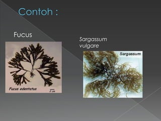 Fucus

Sargassum
vulgare

 