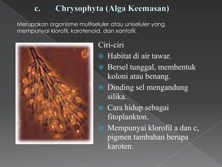 Merupakan organisme multiseluler atau uniseluler yang
mempunyai klorofil, karotenoid, dan xantofil.

Ciri-ciri
 Habitat di air tawar.
 Bersel tunggal, membentuk
koloni atau benang.
 Dinding sel mengandung
silika.
 Cara hidup sebagai
fitoplankton.
 Mempunyai klorofil a dan c,
pigmen tambahan berupa
karoten.

 