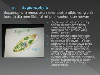 Euglenophyta merupakan kelompok protista yang unik
karena dia memiliki sifat mirip tumbuhan dan hewan.
Euglenophyta dikatakan mirip
hewan karena selnya tidak
mempunyai dinding, tetapi
dibungkus oleh protein yang
disebut pelikel.
 Euglenophyta dapat bergerak
bebas menggunakan flagela.
Flagelanya sebanyak 1-3 buah.
 Organisme ini mempunyai bintik
mata yang berfungsi sebagai
detektor cahaya. Detektor ini
membantu Euglenophyta agar
dapat bergerak menuju arah
cahaya yang intensitasnya sesuai.
 Habitat Euglenophyta di dalam
tanah, air tawar, dan tempat
yang lembab.


 