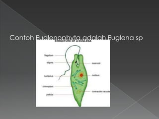 Contoh Euglenophyta adalah Euglena sp

 