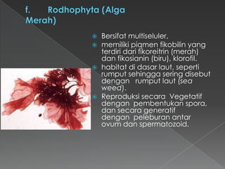 






Bersifat multiseluler,
memiliki piqmen fikobilin yang
terdiri dari fikoreitrin (merah)
dan fikosianin (biru), klorofil.
habitat di dasar laut, seperti
rumput sehingga sering disebut
dengan rumput laut (sea
weed).
Reproduksi secara Vegetatif
dengan pembentukan spora,
dan secara generatif
dengan peleburan antar
ovum dan spermatozoid.

 
