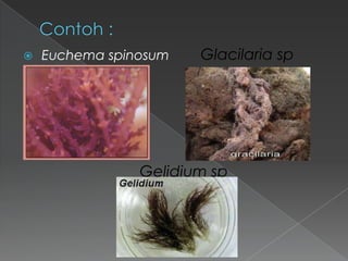 

Euchema spinosum

Glacilaria sp

Gelidium sp

 