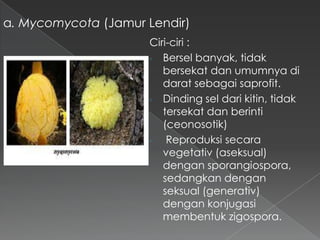 a. Mycomycota (Jamur Lendir)
Ciri-ciri :
- Bersel banyak, tidak
bersekat dan umumnya di
darat sebagai saprofit.
- Dinding sel dari kitin, tidak
tersekat dan berinti
(ceonosotik)
Reproduksi secara
vegetativ (aseksual)
dengan sporangiospora,
sedangkan dengan
seksual (generativ)
dengan konjugasi
membentuk zigospora.

 