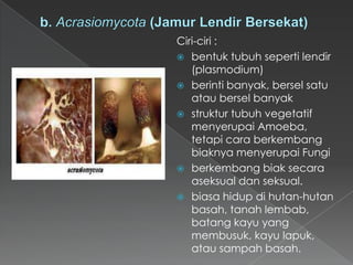 Ciri-ciri :
 bentuk tubuh seperti lendir
(plasmodium)
 berinti banyak, bersel satu
atau bersel banyak
 struktur tubuh vegetatif
menyerupai Amoeba,
tetapi cara berkembang
biaknya menyerupai Fungi
 berkembang biak secara
aseksual dan seksual.
 biasa hidup di hutan-hutan
basah, tanah lembab,
batang kayu yang
membusuk, kayu lapuk,
atau sampah basah.

 