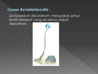 Contoh Acrasiomycota :
Dictyostelium discoideum, merupakan jamur
lendir bersekat yang sel-selnya dapat
dipisahkan.

 