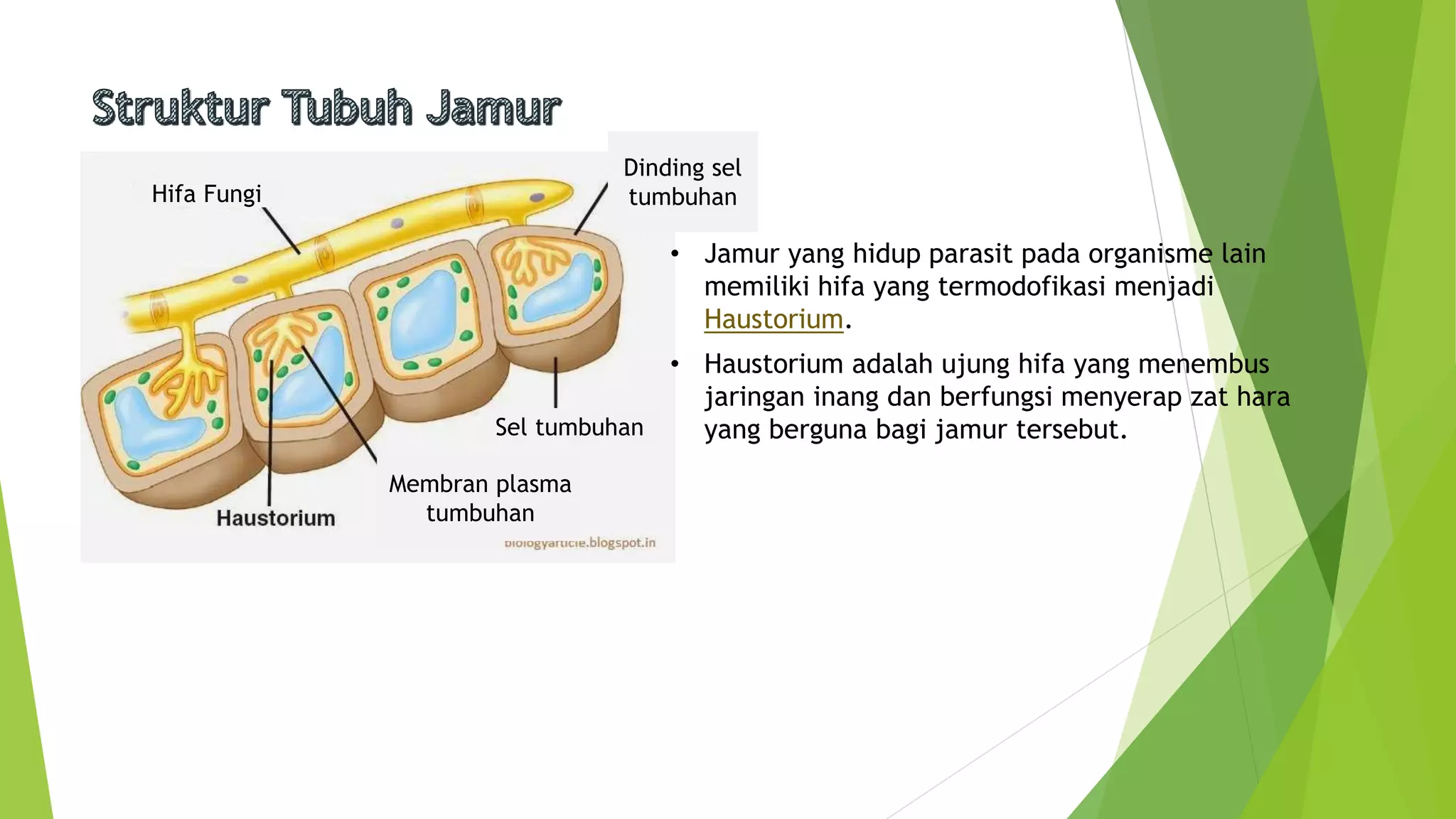 Jamur Multiseluler Jamur (fungi) | PPTX