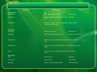 Bentuk bakteri Keterangan Contoh
Bentuk batang
Monobacillus Berbentuk satu batang tunggal Escherichia coli
Diplobacillus Berbentuk batang yang bergandengan dua-dua Azotobacter
Streptobacillus Berbentuk batang yang bergandengan
memanjang berbentuk rantai
Bacillus anthracis
Bentuk bulat
Monococcus Berbentuk bola tunggal Monococcus sp.
Diplococcus Berbentuk bola bergandengan dua-dua Diplococcus pneumoniae
Streptococcus Berbentuk bola yang bergandengan berbentuk
rantai
Streptococcus lactis
Staphylococcus Berbentuk bola yang berkoloni seperti buah
anggur
Staphylococcus aureus
Sarcina Berbentuk bola yang berkelompok membnetuk
kubus
Sarcina lutein
Bentuk spiral
Spiral Berbentuk spiral Spirillium sp.
Vibrio (coma) Berbentuk koma Vibrio cholerae
Spirocaeta Berbentuk spiral yang dapat bergerak Treponema pallidum
 