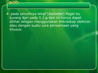  pada umumnya lebar (diameter) flagel itu
kurang dari pada 0,1 µ dan ini hanya dapat
dilihat dengan menggunakan mikroskop elektron
atau dengan suatu cara perwarnaan yang
khusus.
 