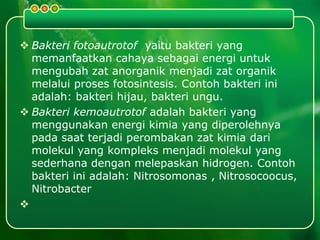  Bakteri fotoautrotof yaitu bakteri yang
memanfaatkan cahaya sebagai energi untuk
mengubah zat anorganik menjadi zat organik
melalui proses fotosintesis. Contoh bakteri ini
adalah: bakteri hijau, bakteri ungu.
 Bakteri kemoautrotof adalah bakteri yang
menggunakan energi kimia yang diperolehnya
pada saat terjadi perombakan zat kimia dari
molekul yang kompleks menjadi molekul yang
sederhana dengan melepaskan hidrogen. Contoh
bakteri ini adalah: Nitrosomonas , Nitrosocoocus,
Nitrobacter

 