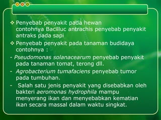  Penyebab penyakit pada hewan
contohnya Bacilluc antrachis penyebab penyakit
antraks pada sapi
 Penyebab penyakit pada tanaman budidaya
contohnya :
- Pseudomonas solanacearum penyebab penyakit
pada tanaman tomat, terong dll.
- Agrobacterium tumafaciens penyebab tumor
pada tumbuhan.
- Salah satu jenis penyakit yang disebabkan oleh
bakteri aeromonas hydrophila mampu
menyerang ikan dan menyebabkan kematian
ikan secara massal dalam waktu singkat.
 