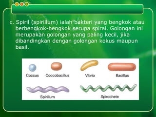 c. Spiril (spirillum) ialah bakteri yang bengkok atau
berbengkok-bengkok serupa spiral. Golongan ini
merupakan golongan yang paling kecil, jika
dibandingkan dengan golongan kokus maupun
basil.
 