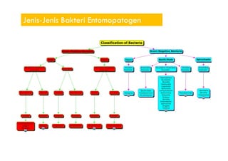 Jenis-Jenis Bakteri Entomopatogen
 