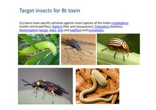 Target insects for Bt toxin
Cry toxins have specific activities against insect species of the orders Lepidoptera
(moths and butterflies), Diptera (flies and mosquitoes), Coleoptera (beetles),
Hymenoptera (wasps, bees, ants and sawflies) and nematodes.
 