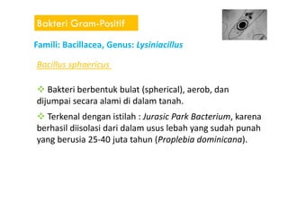 Bakteri Gram-Positif
Bacillus sphaericus
Famili: Bacillacea, Genus: Lysiniacillus
Bakteri berbentuk bulat (spherical), aerob, dan
dijumpai secara alami di dalam tanah.dijumpai secara alami di dalam tanah.
Terkenal dengan istilah : Jurasic Park Bacterium, karena
berhasil diisolasi dari dalam usus lebah yang sudah punah
yang berusia 25-40 juta tahun (Proplebia dominicana).
 