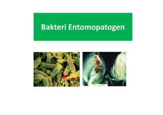 Bakteri Entomopatogen
Oleh: Irda Safni
 