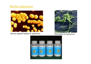 Bacillus sphaericus
Bentuk vegetatif bakteri B. sphaericus SEM bakteri B. sphaericus
 