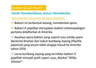 Bakteri Gram-Positif
Famili: Paenibacillacea, Genus: Paenibacillus
Paenibacillus (formerly Bacillus) popilliae
Bakteri ini berbentuk batang, membentuk spora.
Bakteri P. popilliae merupakan bakteri entomopatogen
pertama didaftarkan di Amerika.
Awalnya spora bakteri yang seperti susu (milky spore
bacteria) diisolasi dari tubuh kumbang Jepang (Popillia
japonica) yang secara tidak sengaja masuk ke Amerika
tahun 1916.
Larva kumbang Jepang yang terinfeksi bakteri P.
popilliae menjadi putih seperi susu, disebut “Milky
Disease”.
 
