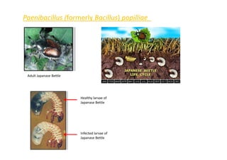 Paenibacillus (formerly Bacillus) popilliae
Adult Japanase Bettle
Healthy larvae of
Japanase Bettle
Infected larvae of
Japanase Bettle
 