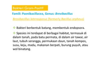 Bakteri Gram-Positif
Famili: Paenibacillacea, Genus: Brevibacillus
Brevibacillus laterosporus (formerly Bacillus orpheus)
Bakteri berbentuk batang, membentuk endopsora.
Spesies ini terdapat di berbagai habitat, termasuk diSpesies ini terdapat di berbagai habitat, termasuk di
dalam tanah, pada batu permata, di dalam air tawar, air
laut, tubuh serangga, permukaan daun, tanah kompos,
susu, keju, madu, makanan berpati, burung puyuh, atau
wol binatang.
 