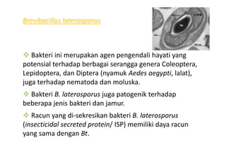 Brevibacillus laterosporus
Bakteri ini merupakan agen pengendali hayati yang
potensial terhadap berbagai serangga genera Coleoptera,
Lepidoptera, dan Diptera (nyamuk Aedes aegypti, lalat),
juga terhadap nematoda dan moluska.juga terhadap nematoda dan moluska.
Bakteri B. laterosporus juga patogenik terhadap
beberapa jenis bakteri dan jamur.
Racun yang di-sekresikan bakteri B. laterosporus
(insecticidal secreted protein/ ISP) memiliki daya racun
yang sama dengan Bt.
 