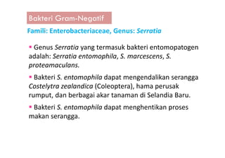 Bakteri Gram-Negatif
Famili: Enterobacteriaceae, Genus: Serratia
Genus Serratia yang termasuk bakteri entomopatogen
adalah: Serratia entomophila, S. marcescens, S.
proteamaculans.
Bakteri S. entomophila dapat mengendalikan seranggaBakteri S. entomophila dapat mengendalikan serangga
Costelytra zealandica (Coleoptera), hama perusak
rumput, dan berbagai akar tanaman di Selandia Baru.
Bakteri S. entomophila dapat menghentikan proses
makan serangga.
 