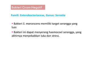 Bakteri Gram-Negatif
Famili: Enterobacteriaceae, Genus: Serratia
Bakteri S. marcescens memiliki target serangga yang
luas
Bakteri ini dapat menyerang haemocoel serangga, yangBakteri ini dapat menyerang haemocoel serangga, yang
akhirnya menyebabkan luka dan stress.
 